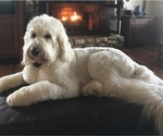 Small Photo #1 Goldendoodle Puppy For Sale in WINSTON SALEM, NC, USA