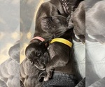 Small Photo #18 Great Dane Puppy For Sale in TEMECULA, CA, USA