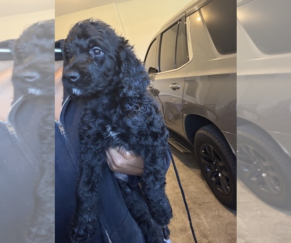 Medium Photo #3 Goldendoodle Puppy For Sale in CLARKSVILLE, TN, USA