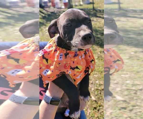 Medium Photo #9 American Staffordshire Terrier-Labrador Retriever Mix Puppy For Sale in Holly Springs, NC, USA