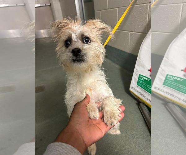 Medium Photo #3 Mutt Puppy For Sale in Spring Lake, NC, USA