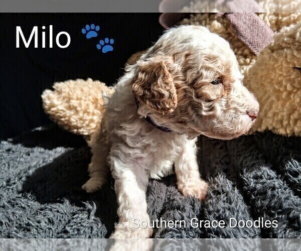 Medium Photo #14 Goldendoodle (Miniature) Puppy For Sale in GASTONIA, NC, USA