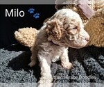 Small Photo #71 Goldendoodle (Miniature) Puppy For Sale in GASTONIA, NC, USA