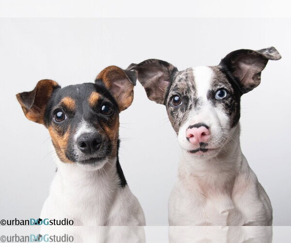 Medium Photo #1 Jack Russell Terrier-Unknown Mix Puppy For Sale in Tampa, FL, USA