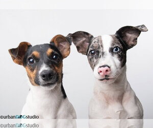 Jack Russell Terrier-Unknown Mix Dogs for adoption in Tampa, FL, USA