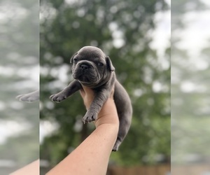 French Bulldog Puppy for sale in BELLEVILLE, IL, USA