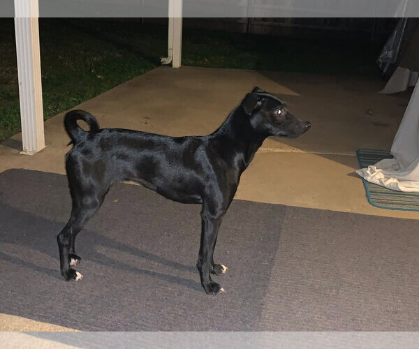 Medium Photo #3 Mutt Puppy For Sale in Erie, MI, USA