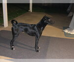 Small #2 Mutt