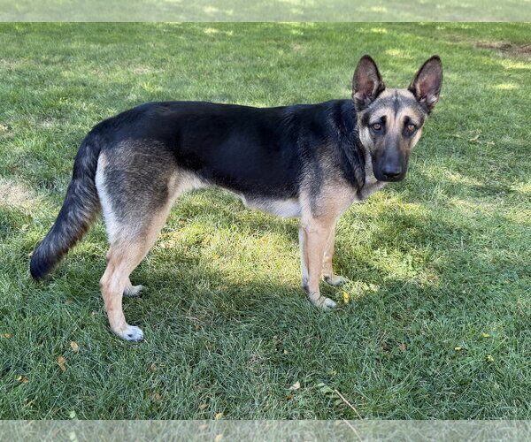 Medium Photo #5 German Shepherd Dog-Unknown Mix Puppy For Sale in Sandy, UT, USA