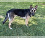 Small #4 German Shepherd Dog Mix