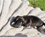 Small #1 American Staffordshire Terrier-Labrador Retriever Mix