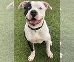 Small #19 American Bulldog