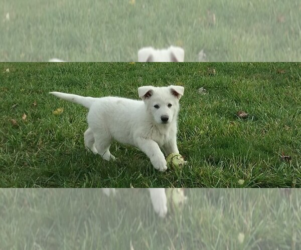 Medium Photo #1 German Shepherd Dog Puppy For Sale in ALEXANDRIA, IN, USA