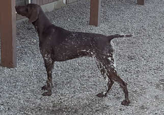 Mother of the German Shorthaired Pointer puppies born on 08/05/2017