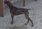 Small Photo #1 German Shorthaired Pointer Puppy For Sale in NORTH JUDSON, IN, USA