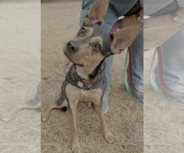 Medium Photo #1 Mutt Puppy For Sale in Bellevue, WA, USA