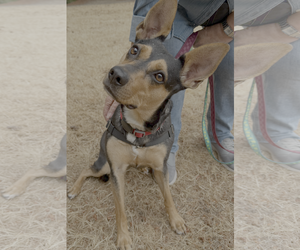 Mutt Dogs for adoption in Bellevue, WA, USA