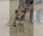 Small Mutt