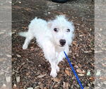 Small #1 Mutt