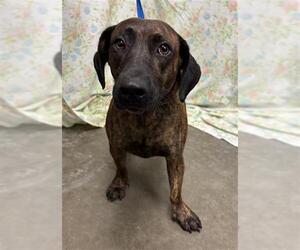 Dachshund-Unknown Mix Dogs for adoption in Rosenberg, TX, USA