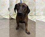 MELODY - Female Dachshund-Unknown Mix Dog for Adoption - Small photo