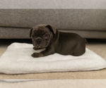 Small Photo #3 French Bulldog Puppy For Sale in OLYMPIA, WA, USA