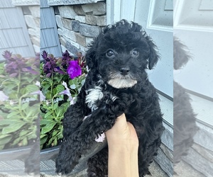 Poovanese Puppy for sale in FERNDALE, MI, USA