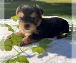 Image preview for Ad Listing. Nickname: Jax