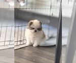 Small #2 Pomeranian
