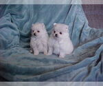 Small #3 Pomeranian