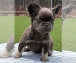 Small #5 French Bulldog