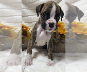 Boxer Puppy for sale in PAWNEE CITY, NE, USA