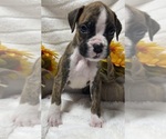 Image preview for Ad Listing. Nickname: AKC Prince