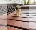Puppy Tuz Sheltidoodle