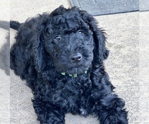 Goldendoodle Puppy for sale in CYPRESS, TX, USA