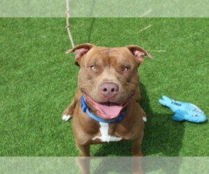 Ford - Male Mutt Dog for Adoption - Photo #7