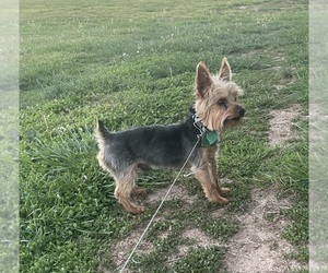 Yorkshire Terrier Puppy for Sale in BOLIVAR, Missouri USA