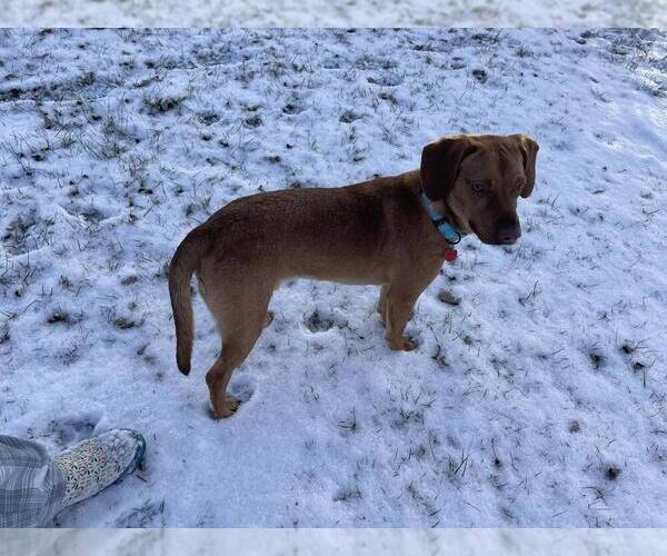 Medium Photo #8 Mutt Puppy For Sale in Springdale, PA, USA