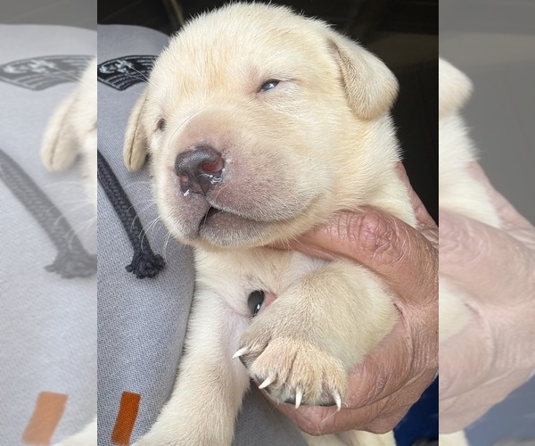 Medium Photo #1 Labrador Retriever Puppy For Sale in OSYKA, MS, USA