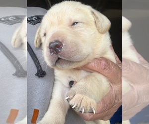 Labrador Retriever Puppy for Sale in OSYKA, Mississippi USA