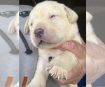 Image preview for Ad Listing. Nickname: Orange collar