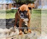 Small Photo #5 Boxer Puppy For Sale in CABOOL, MO, USA