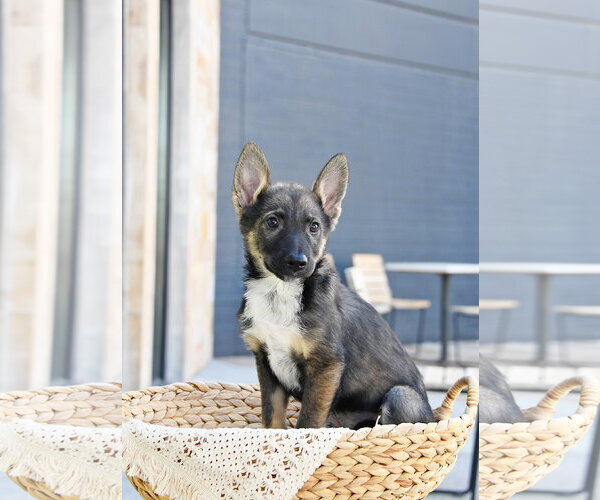 Medium Photo #3 German Shepherd Dog-Unknown Mix Puppy For Sale in Sandy, UT, USA