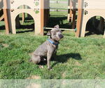 Small #11 American Pit Bull Terrier