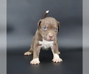 American Bully Puppy for sale in CHAMPAIGN, IL, USA