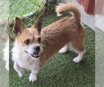 Small #1 Cairn Terrier Mix