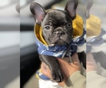 Small Photo #23 French Bulldog Puppy For Sale in SAN LEANDRO, CA, USA
