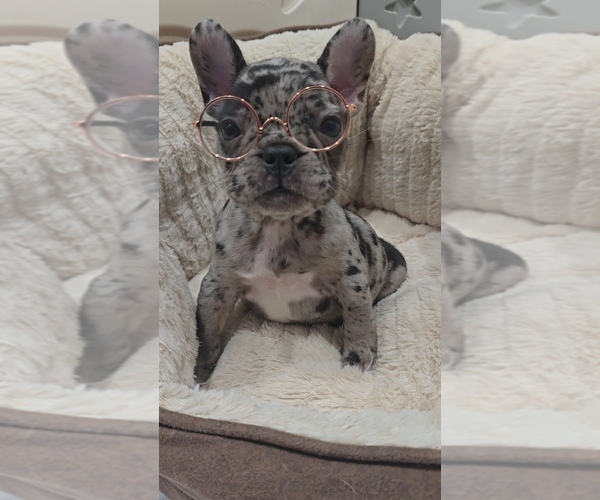 Medium Photo #1 French Bulldog Puppy For Sale in NORTH PORT, FL, USA