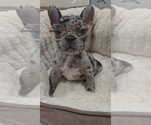 French Bulldog Puppy for sale in NORTH PORT, FL, USA