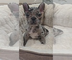Small French Bulldog